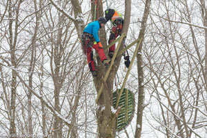 Das Foto zeigt einen Laubwald in einer verschneiten Winterlandschaft. Zwei Baumkletterer ziehen eine Nisthilfe für den Schwarzstorch (Nestplattform mit Kunsthorst) auf eine unbelaubte Rotbuche und bereiten diese für die nächste Brutsaison vor.
