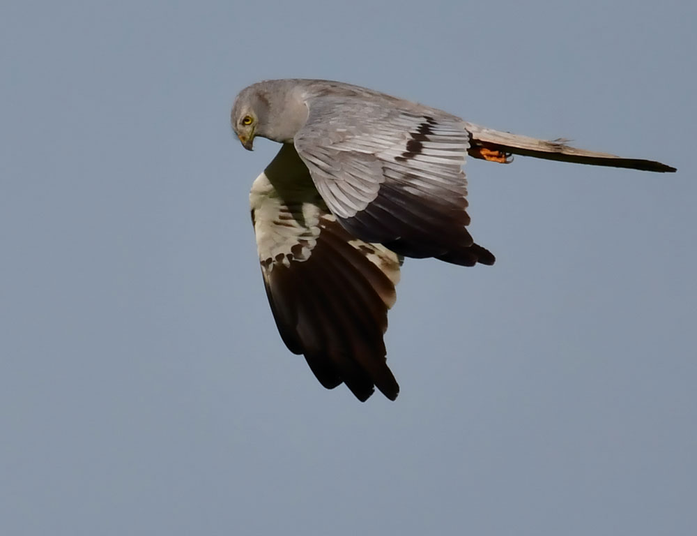 Mittig im Bild ist eine fliegende männliche Wiesenweihe fotografiert. Sie hat ihr Gesichtsfeld auf den Boden gerichtet und fliegt im klassischen Gaukelflug beziehungsweise seeschwalbenartig leicht. Das Gefieder ist voll ausgefärbt mit ausgedehnten schwarzen Flügelspitzen sowie dem blaugrauen Gefieder.