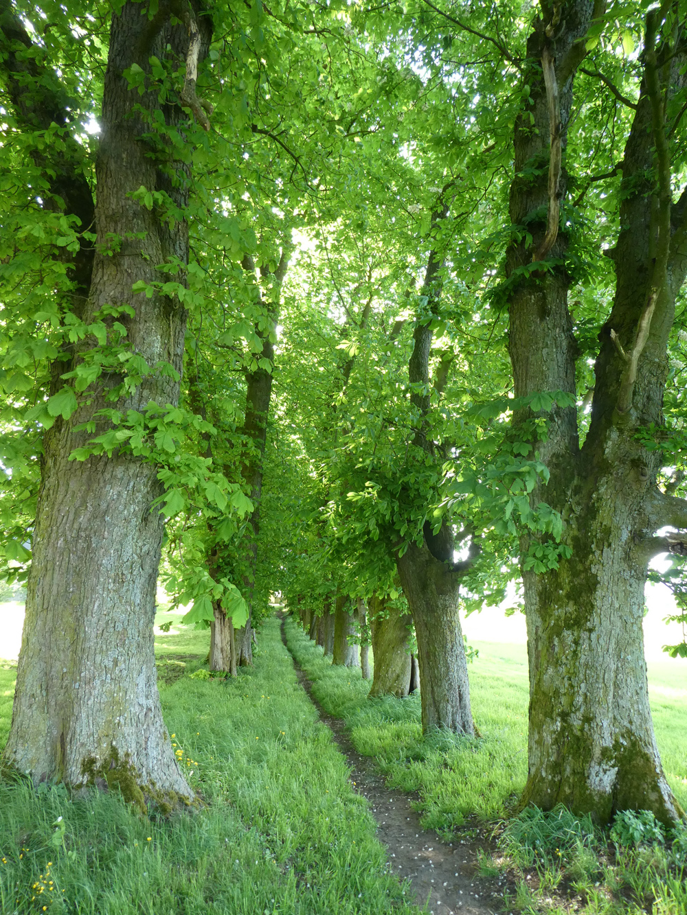 Mit Gras bewachsene Allee aus alten Kastanienbäumen.