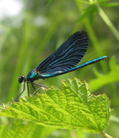 Eine metallisch-blau glänzende Prachtlibelle sitzt mit gefalteten Flügeln auf einem gezackten Blatt.