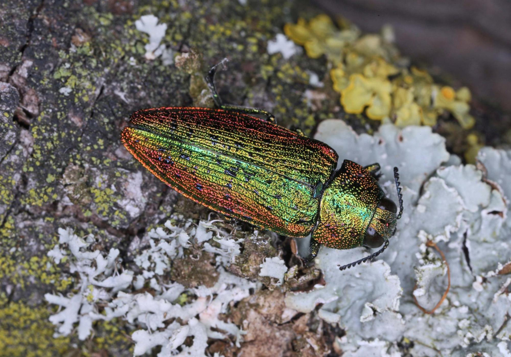 Auf einer Baumrinde voller hellgrauer Flechten sitzt ein länglicher Käfer, dessen ganzer Körper kupferrot und smaragdgrün schillert.