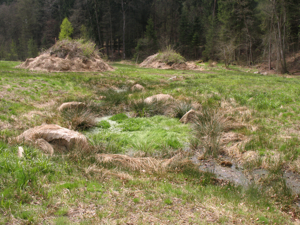 Vier Jahre später ist auf der gerodeten Fläche eine Wiese aufgewachsen, durch die ein kleiner Bach fließt.