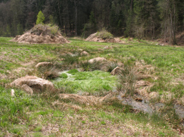 Vier Jahre später ist auf der gerodeten Fläche eine Wiese aufgewachsen, durch die ein kleiner Bach fließt.