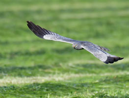 Mittig im Bild ist eine fliegende männliche Wiesenweihe fotografiert. Der Betrachter begegnet dem tieffliegenden Tier fast auf Augenhöhe. Es richtet sein Gesichtsfeld auf den Betrachter und streift dabei bei seiner Nahrungssuche über eine frisch gemähte Intensivwiese.