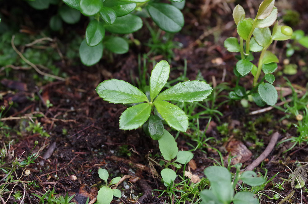 Eine Chimaphila umbellata-Pflanze, sie seit 2018 kultiviert wird, im Sommer 2021.