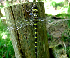 Auf einem Holzpflock sitzt eine große gelb-schwarz gestreifte Libelle.