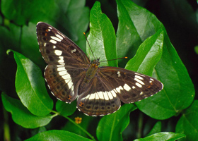 Auf sattgrünen Blättern sitzt ein Schmetterling mit ausgebreiteten Flügeln, deren dunkelbraune Grundfarbe durch ein weißes Band aufgehellt wird.