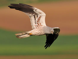 Mittig im Bild ist eine fliegende männliche Wiesenweihe fotografiert. Sie hat ihr Gesichtsfeld auf den Boden gerichtet und fliegt im klassischen Gaukelflug beziehungsweise seeschwalbenartig leicht. Das Gefieder ist voll ausgefärbt; mit ausgedehnten schwarzen Flügelspitzen sowie dem blaugrauen Gefieder.