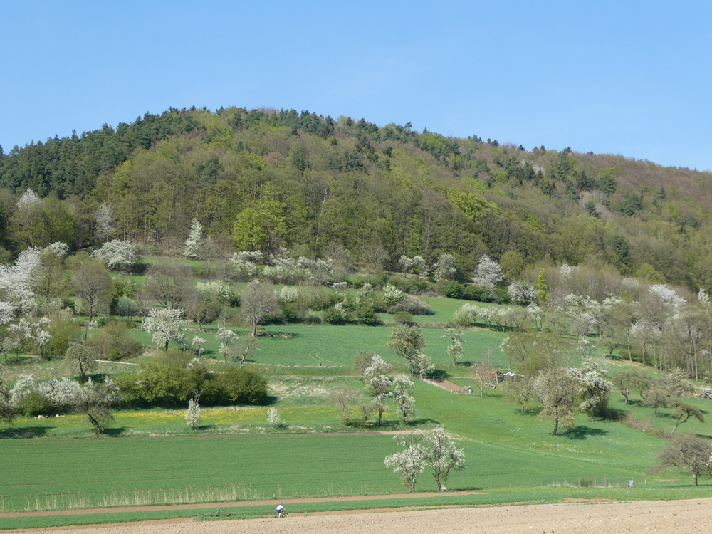 Blühende Streuobstwiese an einem bewaldeten Hang.