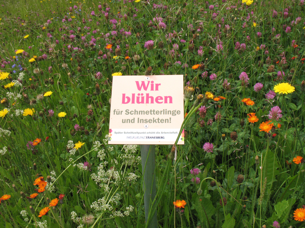 In einer Wiese aus bunt blühenden Wildkräutern steht ein Schild mit der Aufschrift Wir blühen für Schmetterlinge und Insekten!.