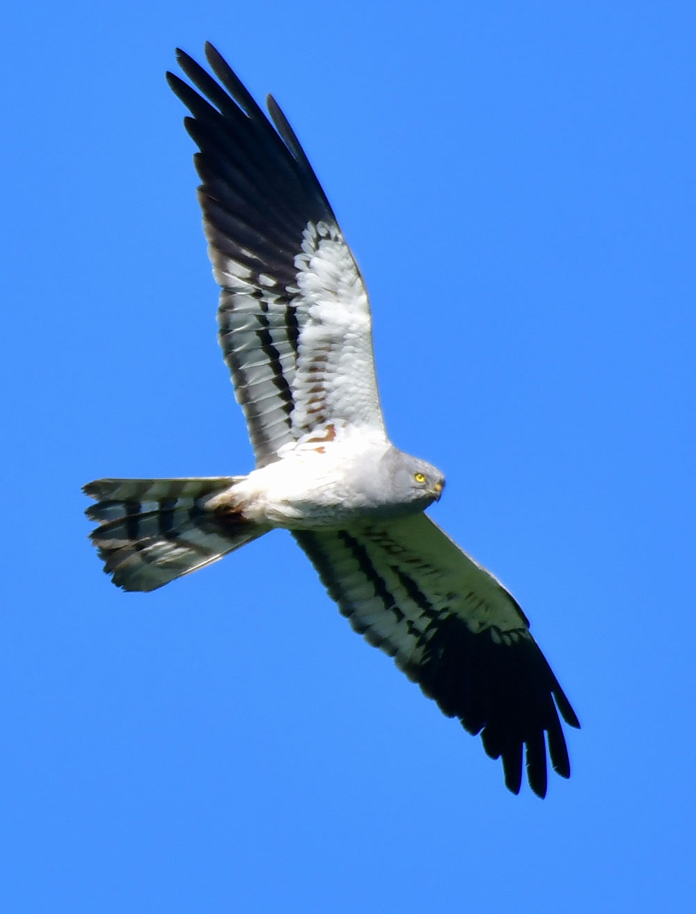 Mittig im Bild ist eine fliegende männliche Wiesenweihe fotografiert. Ihre ausgedehnten dunkel-schwarzen Flügelspitzen und das blaugraue Gefieder glänzen im Sonnenlicht und mit den Flugbewegungen.