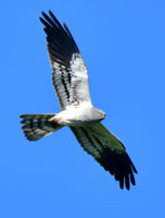 Mittig im Bild ist eine fliegende männliche Wiesenweihe fotografiert. Ihre ausgedehnten dunkel-schwarzen Flügelspitzen und das blaugraue Gefieder glänzen im Sonnenlicht und mit den Flugbewegungen.