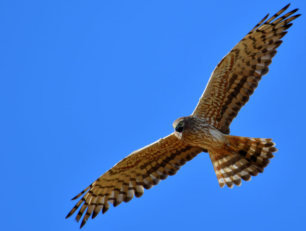 Mittig im Bild ist eine fliegende weibliche Wiesenweihe fotografiert. Sie ruft gerade und hat dabei den Schnabel weit geöffnet.