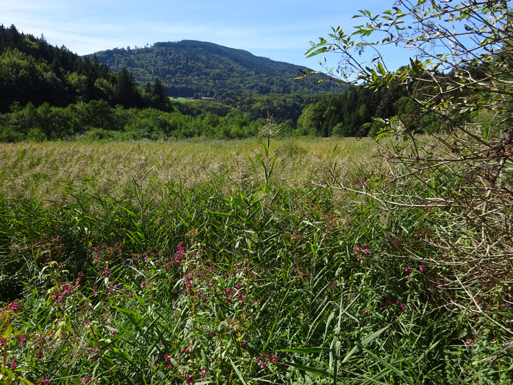 Wiese aus hochgewachsenem Schilf vor bewaldetem Hügel.