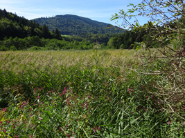 Wiese aus hochgewachsenem Schilf vor bewaldetem Hügel.