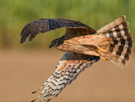Mittig im Bild ist eine weibliche Wiesenweihe im Flug fotografiert. Sie hebt gerade mit ihren langen schmalen Flügeln vom Boden ab.