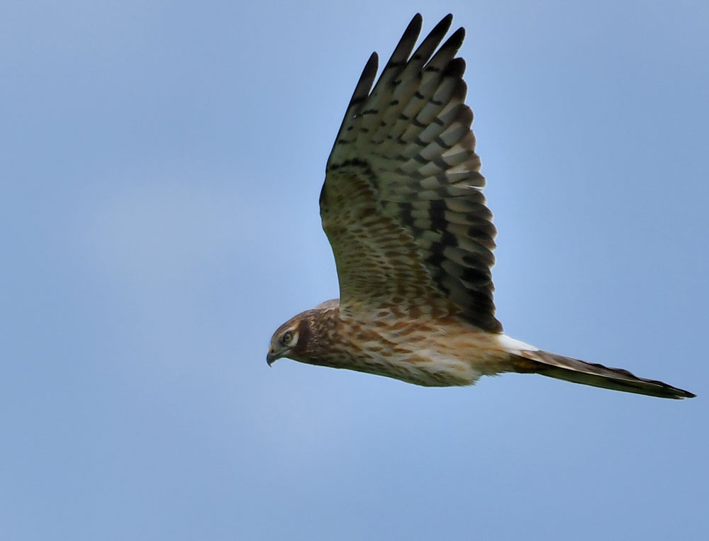 Mittig im Bild ist eine weibliche Wiesenweihe im Flug fotografiert.