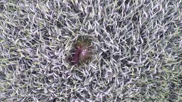 Auf der Drohnenaufnahme ist ein Getreidefeld aus der Luft aufgenommen. Im Zentrum des Bildes ist eine Lücke zwischen den Ähren zu sehen. Darin befindet sich das Wiesenweihen-Nest mit 5 Eiern und dem danebensitzenden Weibchen.