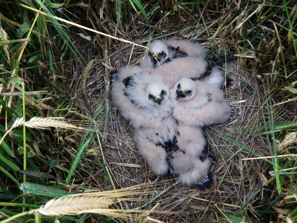 Auf der Drohnenaufnahme ist ein Gerstenfeld aus der Luft aufgenommen. Im Zentrum des Bildes befindet sich eine Lücke zwischen den Ähren. Darin befindet sich das Wiesenweihen-Nest mit 4 Jungvögeln.