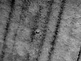 Auf der Infrarot-Luftbildaufnahme ist ein Getreidefeld aus der Luft aufgenommen. Im Zentrum des Bildes befindet sich ein hellerer Fleck, der die Wärme des Wiesenweihen-Nestes abbildet.