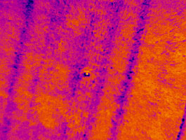 Auf der Infrarot-Luftbildaufnahme ist ein Getreidefeld aus der Luft aufgenommen. Im Zentrum des Bildes befindet sich ein hellerer Fleck, der die Wärme des Wiesenweihen-Nestes abbildet.