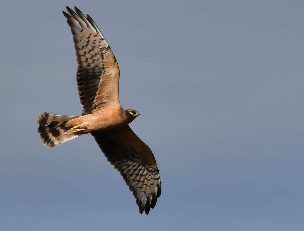 Mittig im Bild fliegt ein diesjähriger Jungvogel der Wiesenweihe.