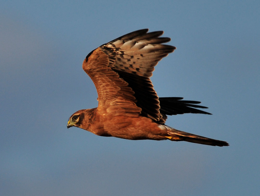 Mittig im Bild fliegt ein diesjähriger Jungvogel der Wiesenweihe.