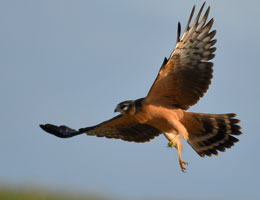 Mittig im Bild fliegt ein diesjähriger Jungvogel der Wiesenweihe.