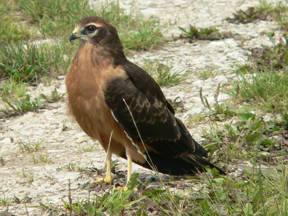 Mittig im Bild sitzt ein diesjähriger Jungvogel der Wiesenweihe auf einem unbefestigten Feldweg.