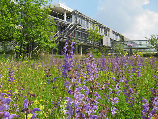 Hochgewachsene Wiese mit blau blühenden Salbeistauden auf dem Gelände eines Verwaltungsgebäudes in moderner Architektur.