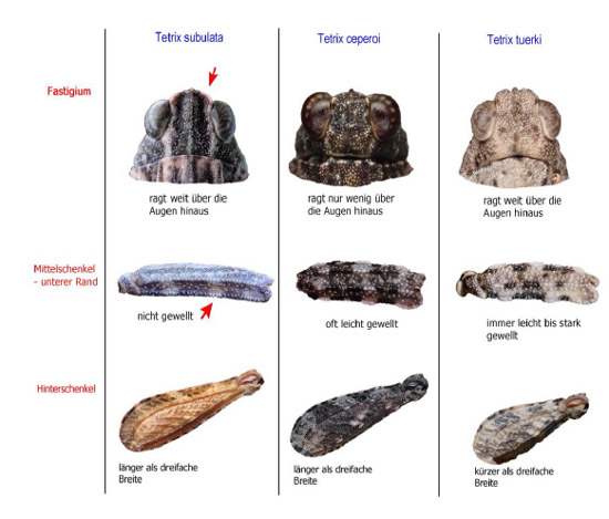 Tabellenartige Darstellung von Bestimmungsmerkmalen von Heuschrecken (Kopf, Schenkel, Hinterschiene).