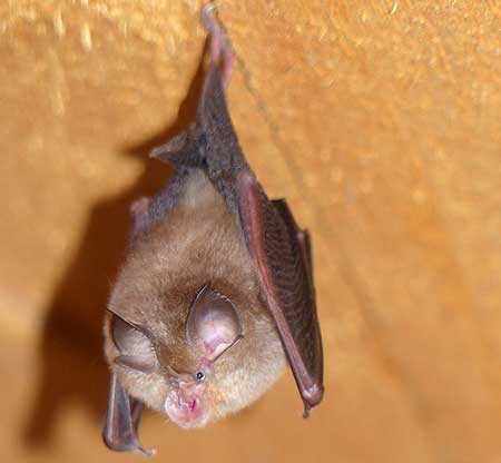 Eine Kleine Hufeisennase hängt kopfüber von der Decke.