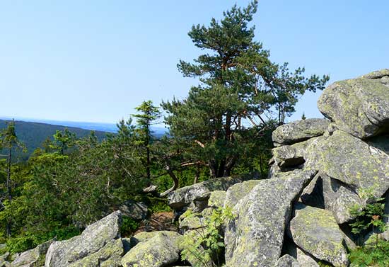 Eine Ansammlung von Steinblöcken im Fichtelgebirge. Im Hintergrund sind Kiefern und Tannen zu sehen.