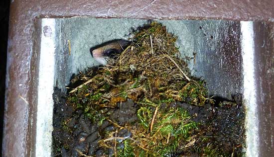 Ein Gartenschläfer versteckt sich in einem Nistkasten hinter Moos und Kleingeäst, es ist nur der Kopf zu sehen.