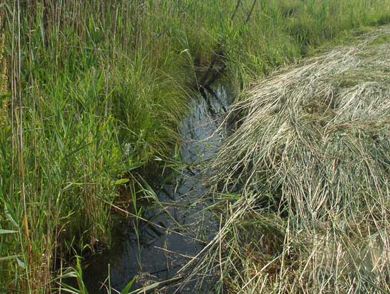 Durch eine Wiese mit hohem frischem und gemähtem Gras fließt ein kleiner Wassergraben.