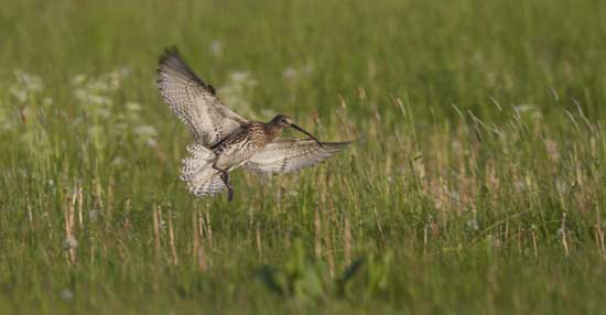 Auf einer mit hohem Gras bewachsenen Wiese landet ein Großer Brachvogel, erkennbar am braun-grau gefärbten Gefieder und an seinem langen, gebogenen Schnabel. Dabei breitet er seine Schwingen aus und spreizt die Schwanzfedern. 