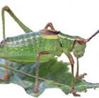  Heuschrecke sitzt auf einem Blatt (Foto: Jürgen Fischer).