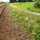 Links im Bild verlaufen Bahngleise. Am anliegenden Bahndamm blühen viele Pflanzen, wie auch die Busch-Nelke.