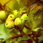 Grünliche, leicht rot gestreifte Äpfel mit Regentropfen hängen an einem Apfelbaum.