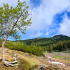 Das Estergebirge Kuhalm: Im Vordergrund ein einzelner Baum, Blick auf alpine Landschaft mit durchscheinenden Steinen, im Hintergrund lückiger Bestand eines alpinen Waldes (Foto Armin Görgen).