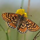 Bunt gefleckter Schmetterling auf Blüte (Foto: piclease/Mirko Dreßle).