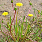 Ein etwas untypischer, unscheinbarer Sumpf-Löwenzahn (Taraxacum geminidentatum) mit gelben Blüten und Samenständen (Foto: Regierung von Mittelfranken).