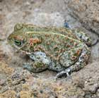 Nahaufnahme einer Kreuzkröte (Bufo calamita) in einer Sandgrube.