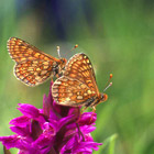 Zwei Goldene Scheckenfalter (Euphydryas aurinia) auf einer Blüte (Foto: Ralf Bolz).