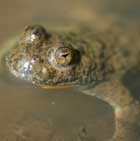 Im Wasser schwimmende Gelbbauchunke (Foto: Andreas Zehm).