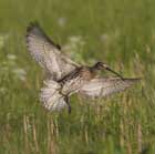 Großer Brachvogel (Numenius arquata) landet auf einer Wiese (Foto: piclease/Hans Glader).