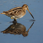 Eine Bekassine bei der Nahrungssuche im Wasser (Foto: piclease/Mirko Dreßler).