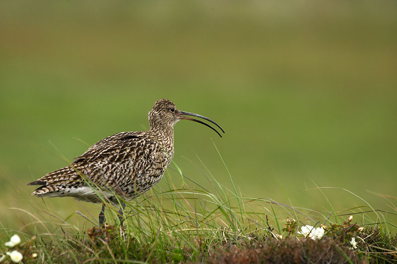 Ein Brachvogel in den Dünen.