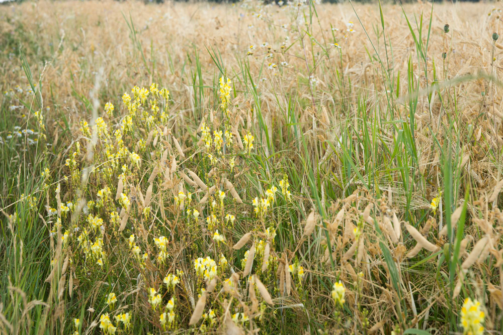 Ein Getreidefeld mit mehreren Ackerwildkräutern