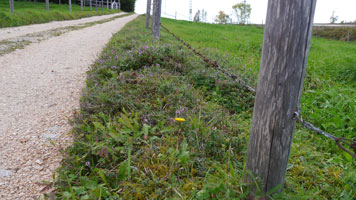 Saumstreifen zwischen Feldweg und Weide